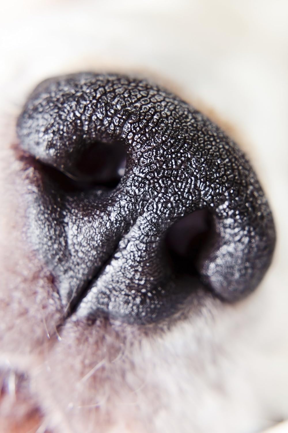 10x High Definition 2 Element Close-Up (... 5 10x High Definition 2 Element Close-Up (... - Image 5