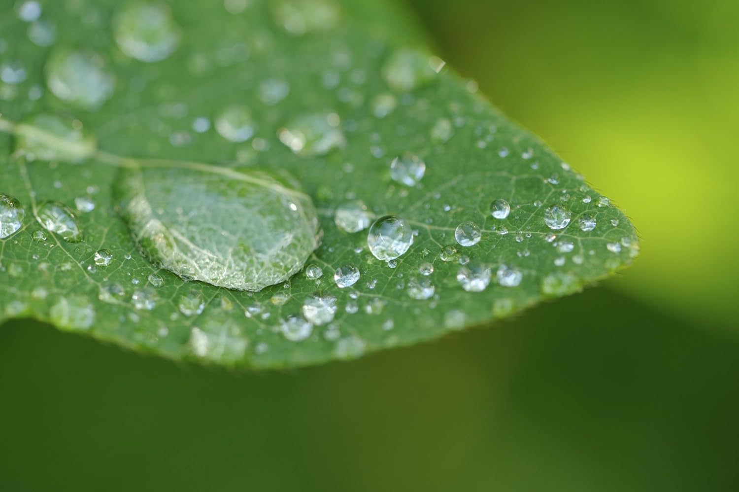 10x High Definition 2 Element Close-Up (... 4 10x High Definition 2 Element Close-Up (... - Image 4