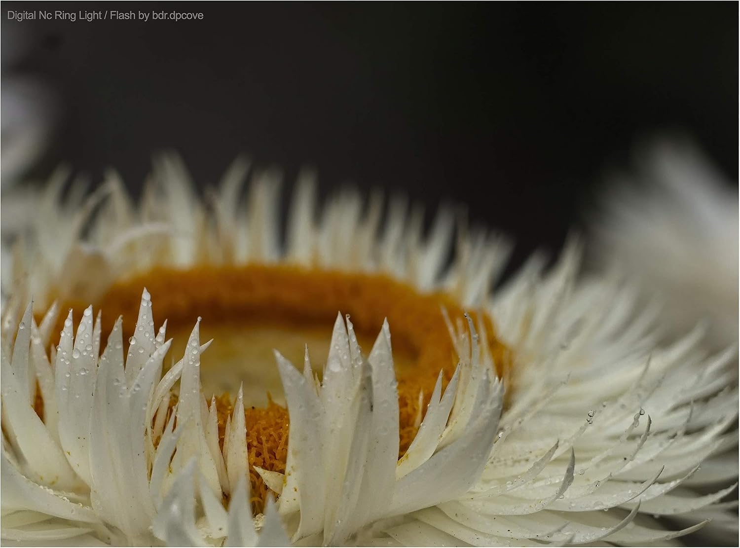 10x High Definition 2 Element Close-Up (... 6 10x High Definition 2 Element Close-Up (... - Image 6
