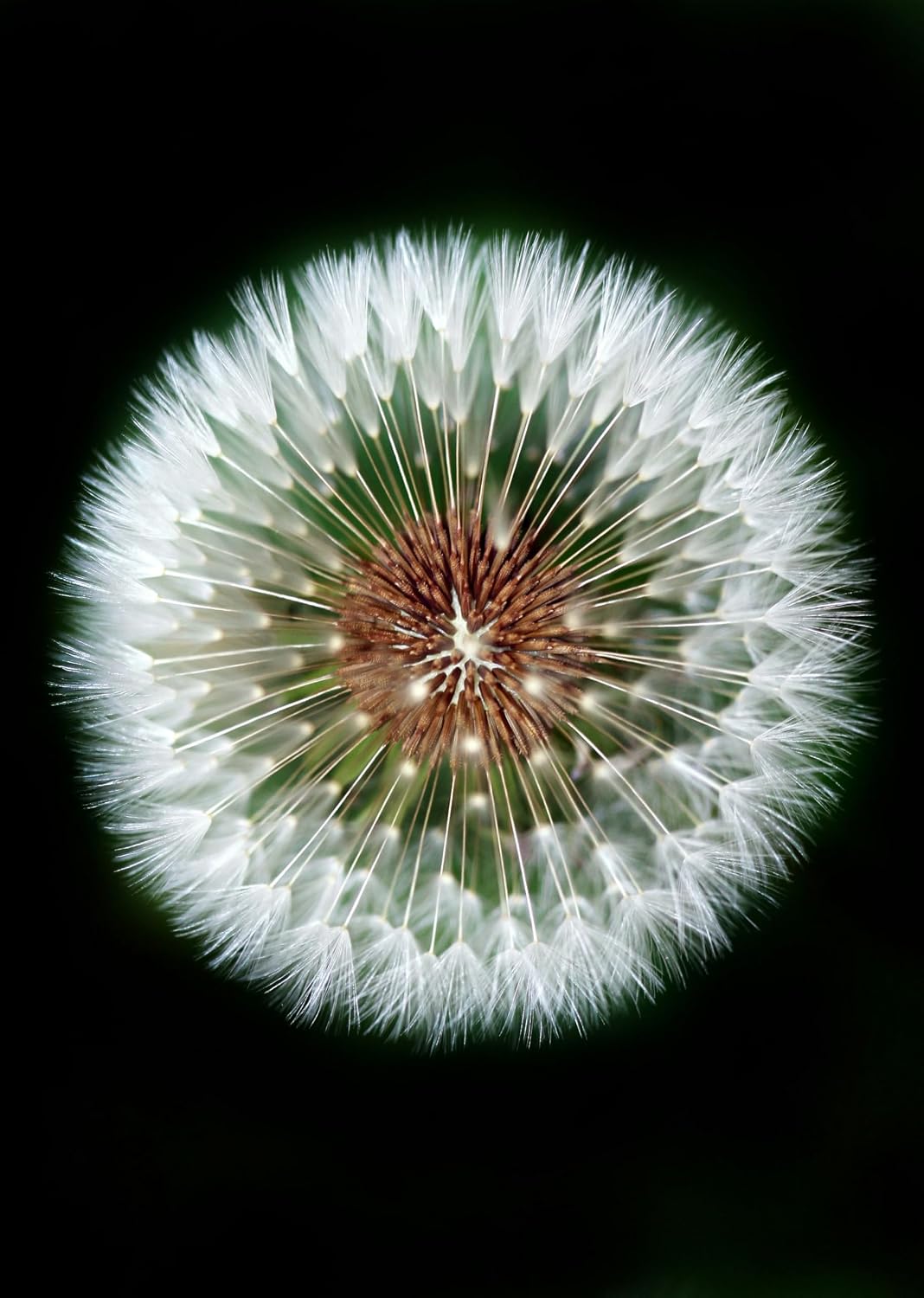 10x High Definition 2 Element Close-Up (... 7 10x High Definition 2 Element Close-Up (... - Image 7